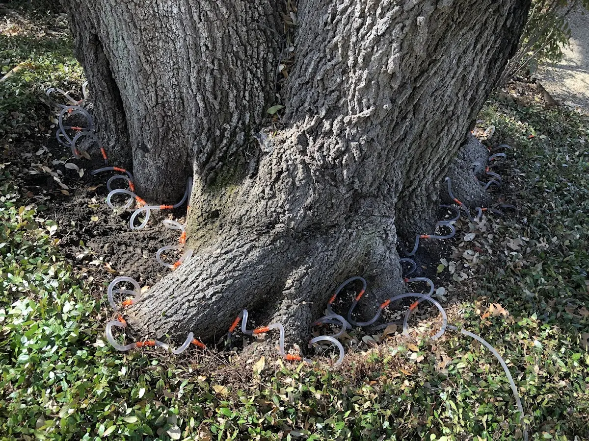 Detailed Tree Cabling and Bracing job site in Avenal
