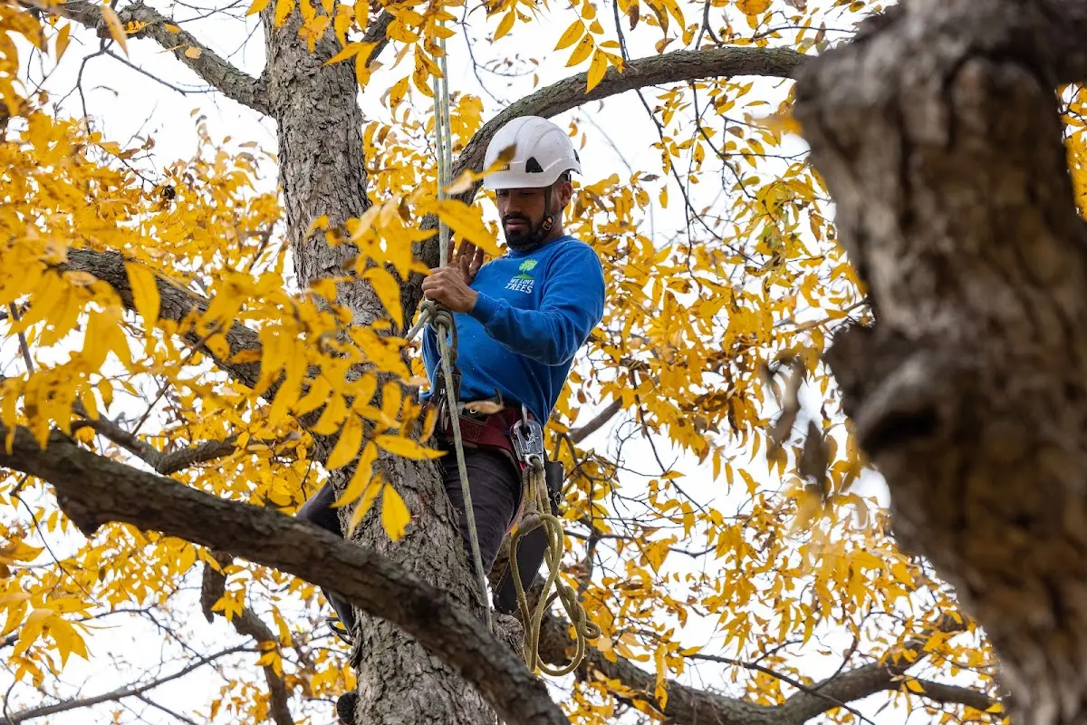 Skilled Tree Planing crew working in Avenal