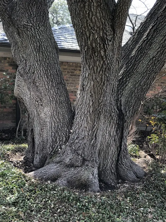 Mature heritage tree close to a Avenal property cared for by certified arborists